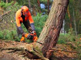 How Our Tree Care Process Works  in Nowthen, MN